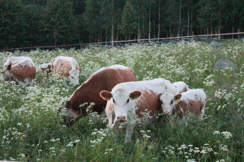 Kolin Mattila B&B Kolinkylä Kültér fotó